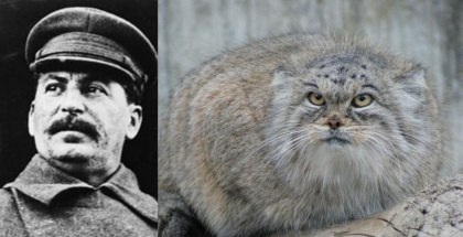 Сталин и кот