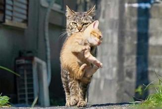 Полуживая кошка принесла в храм своего котенка...
